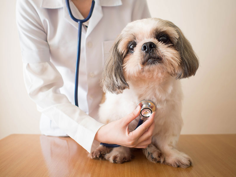 Veterinary science: Vocation for animal lovers - EducationWorld