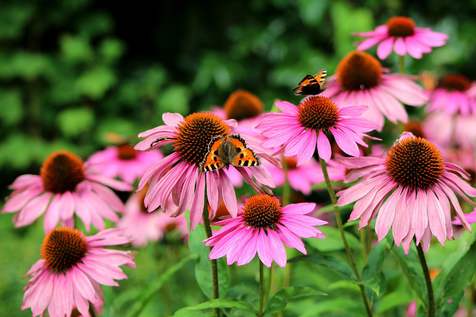 Echinacea