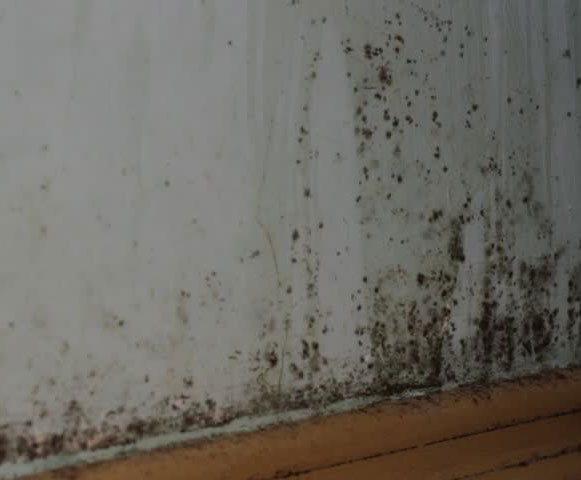 damp house walls