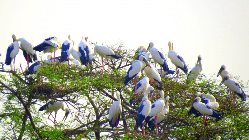 Keoladeo National Park