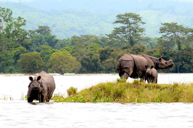 Kaziranga Wild Life Sanctuary