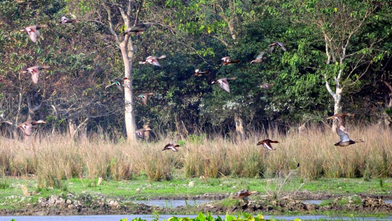 Manas Wild Life Sanctuary