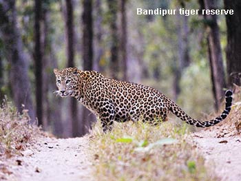 Bandipur Tiger Reserve