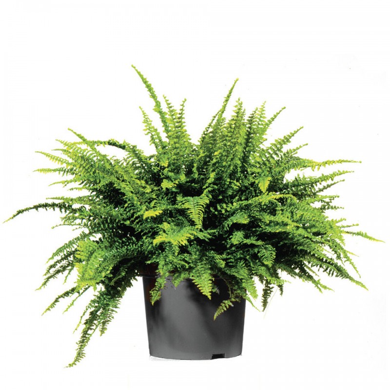 Boston fern