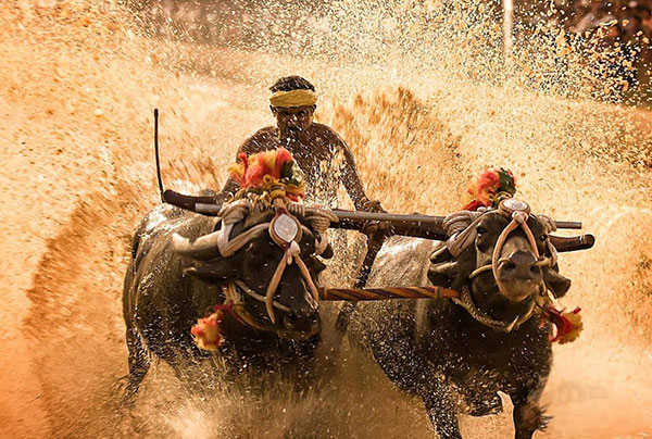 Kambala Buffalo Race