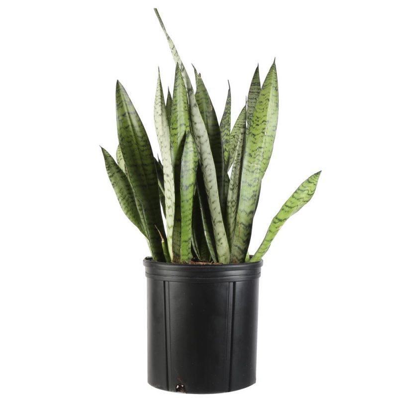 Variegated snake plant