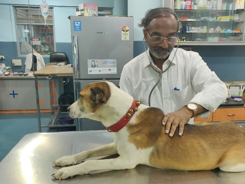 Prof. S. Yathiraj at his clinic-Veterinary doctor