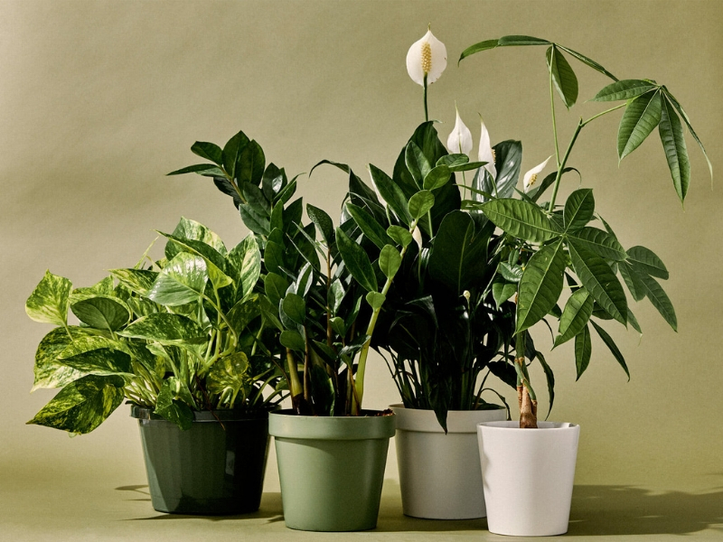 Five plants to purify indoor air