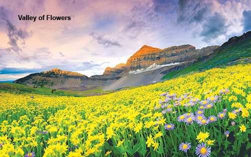 Valley of Flowers