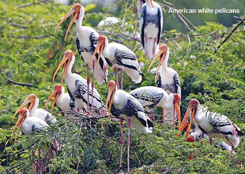 American White Pelicans