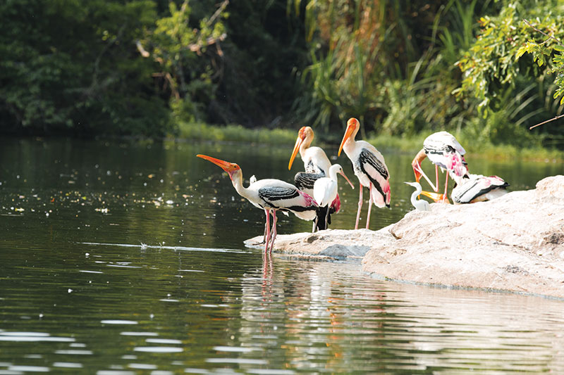 Pelicans