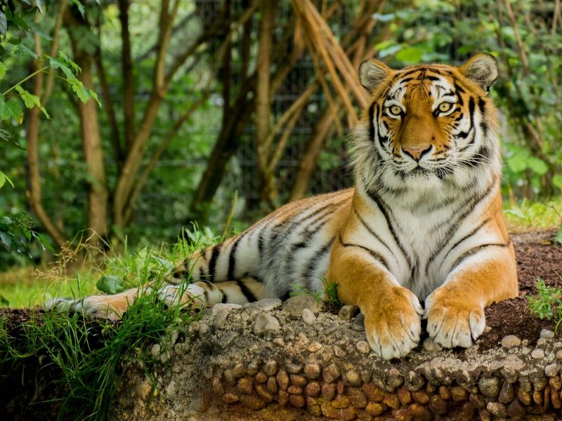 International Tigers Day