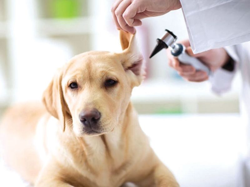 Vocation for animal lovers: Professional veterinarians - EducationWorld Vocation for animal lovers: Professional veterinarians - EducationWorld