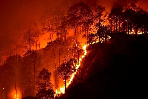 Bandipur Forest Fire