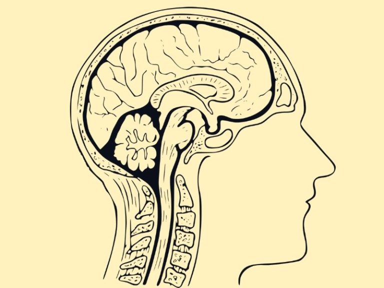 Indians have smallest brains in the world Study EducationWorld