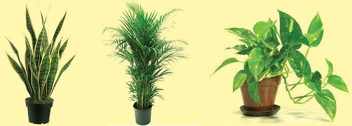 5 indoor plants to combat air pollution