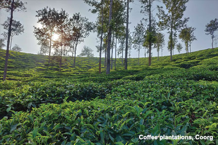 Coffee Plantations Kodagu (Coorg)