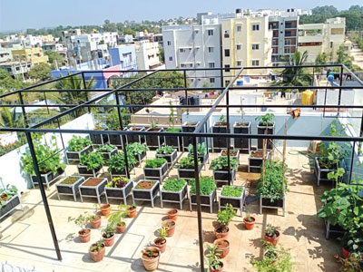 Design a terrace/balcony garden