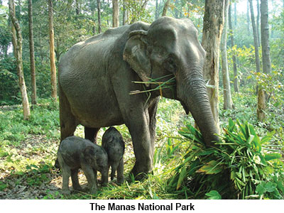 Manas National Park