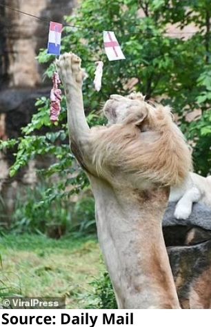 Animal oracles in sports