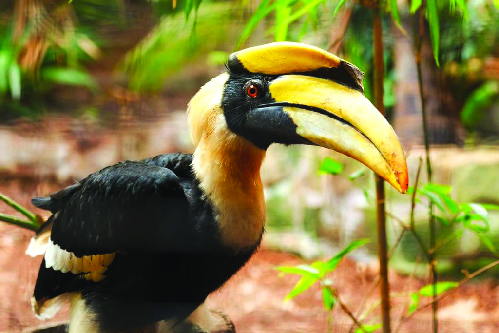 Ghosu Bird Sanctuary