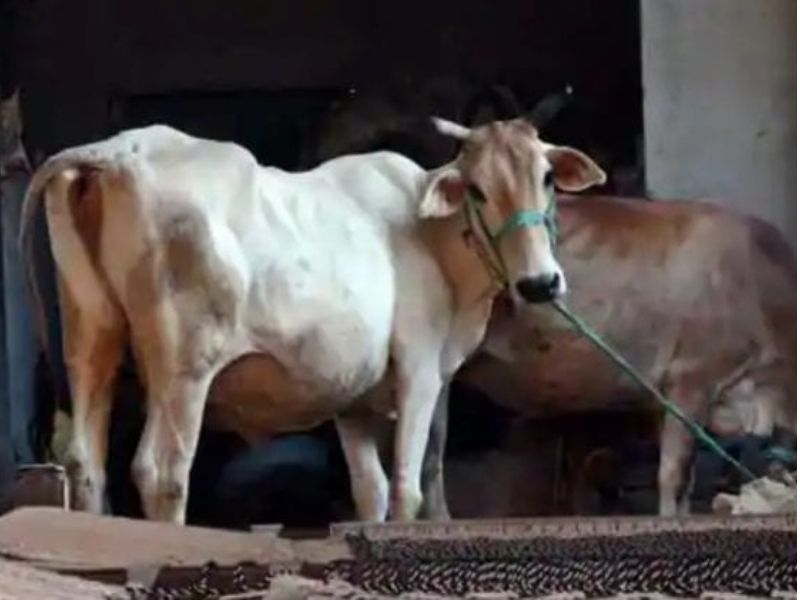 Cow centre in Hansraj College draws flak from students