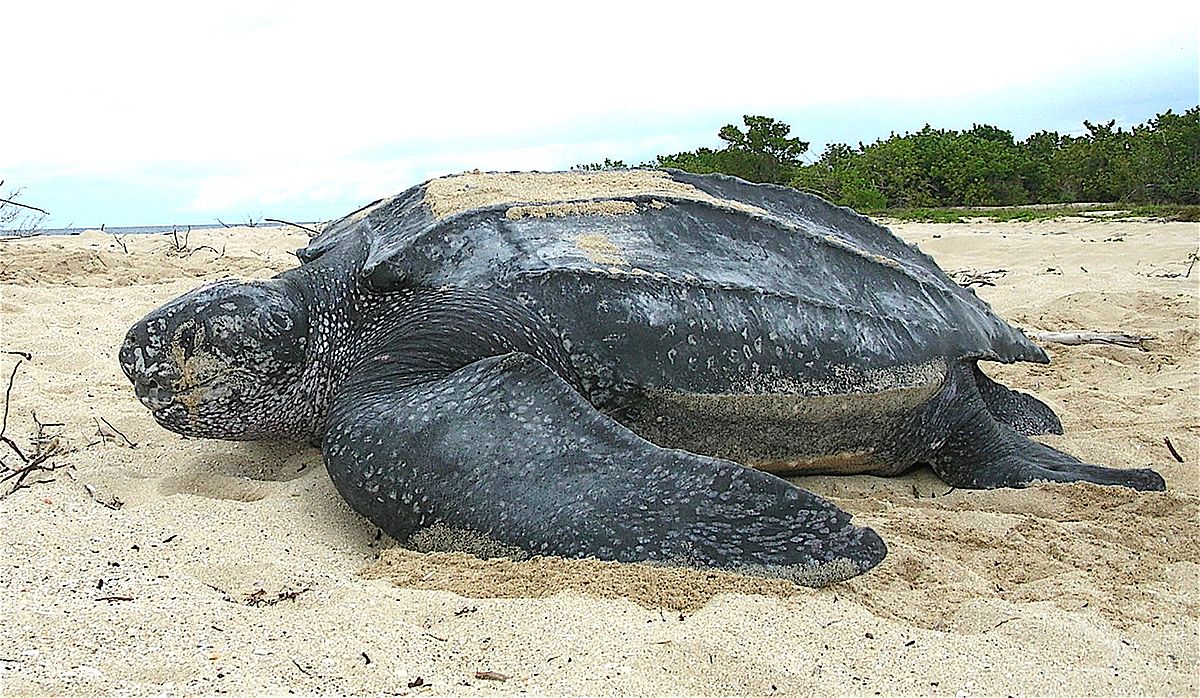 Leatherback turtles