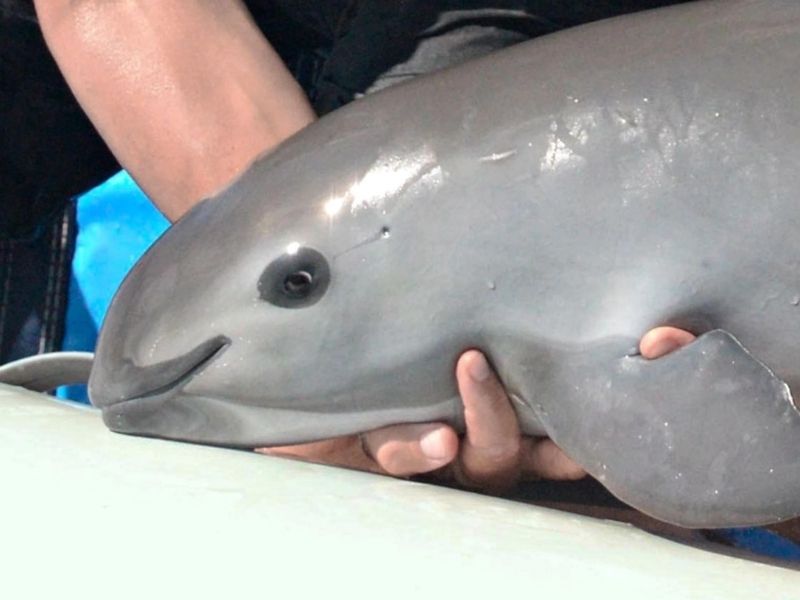 Vaquita