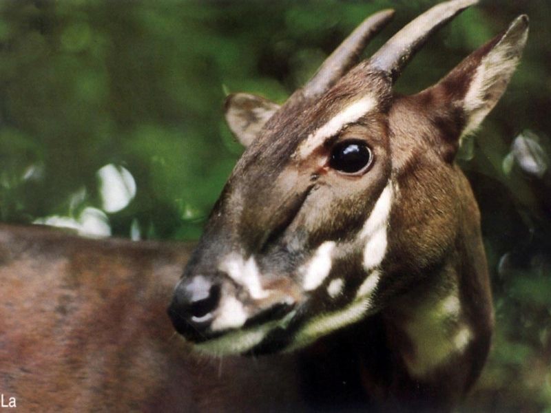 Saola