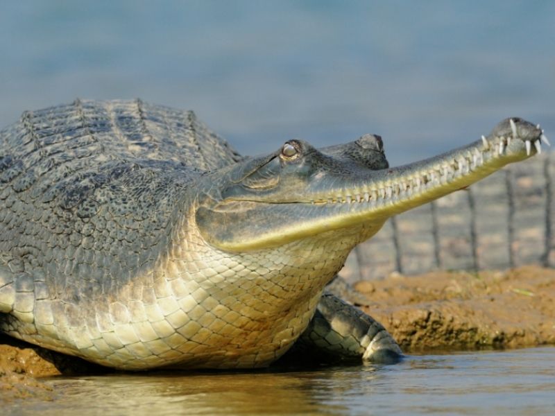 Gharial