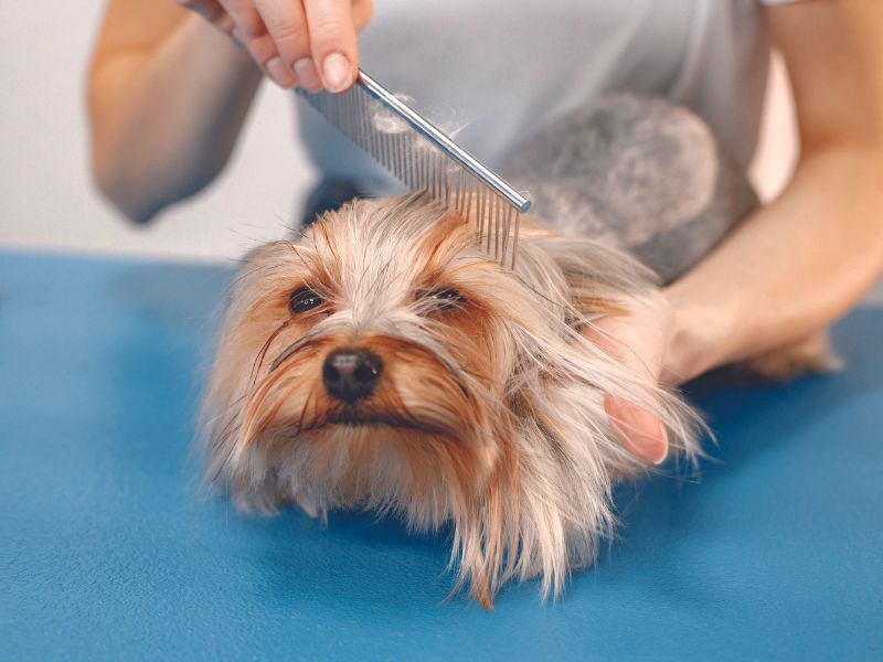 Pet care and grooming professionals