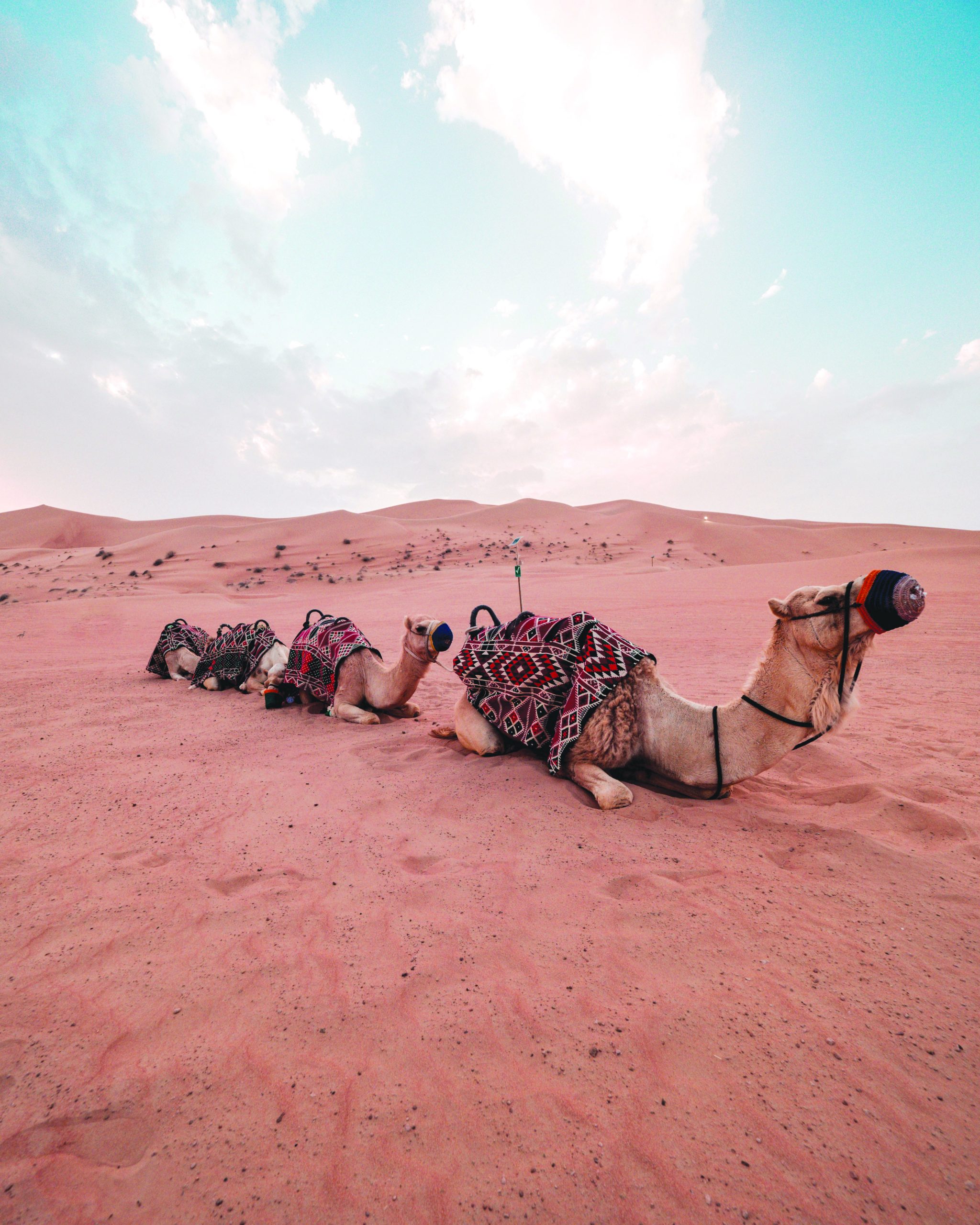 camels