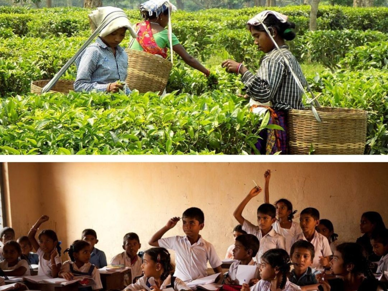 Assam Tea Garden Schools