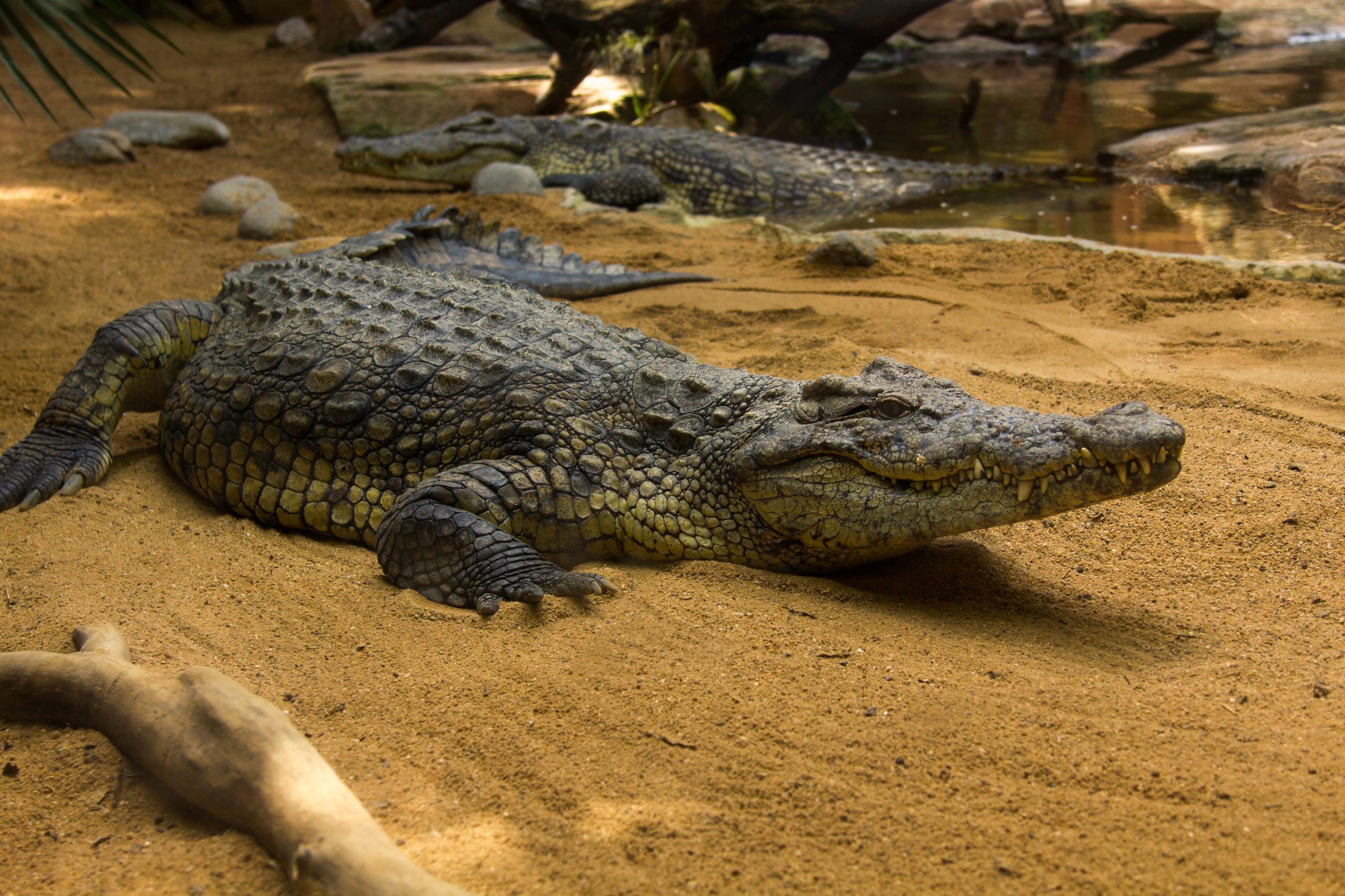 Crocodiles,In,A,Crocodiles,Farm