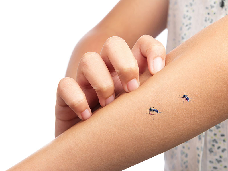 Preventing mosquito-borne ailments