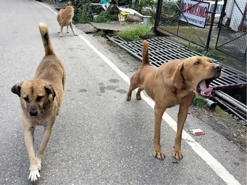Stray dogs