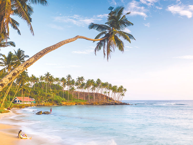 Palm,Tree,,Mirissa,Beach,,South,Coast,Of,Sri,Lanka,,Sri