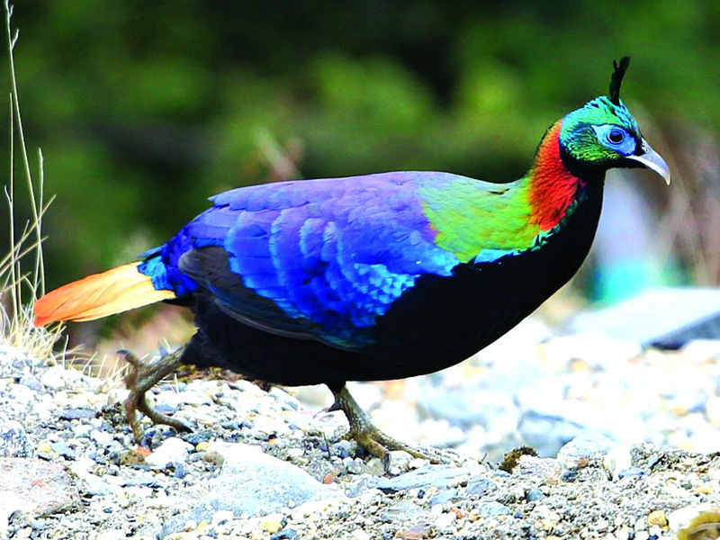 Himalayan monal copy