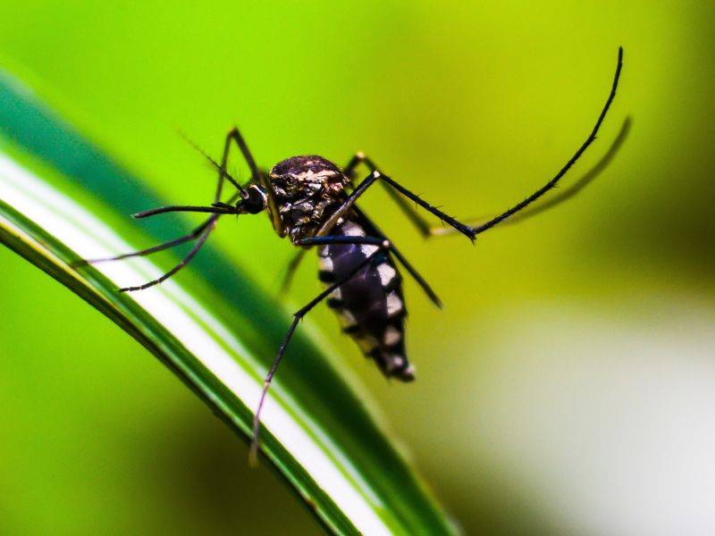Thane school switches to online classes over mosquito-borne illness concerns