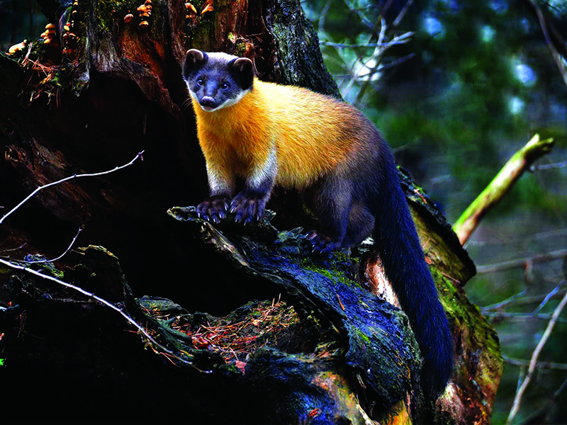 The-Yellow-Throated-Marten copy
