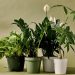 Five plants to purify indoor air