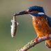 Premier bird sanctuaries of India